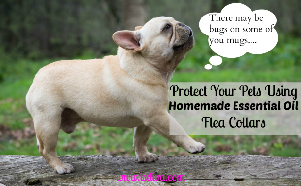 Protect Your Pets Using Homemade Essential Oil Flea Collars